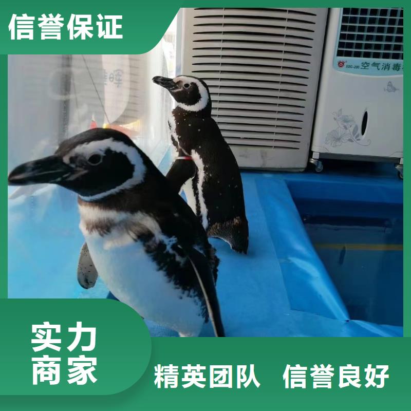 【海洋主题动物表演】【企鹅演出】实力公司