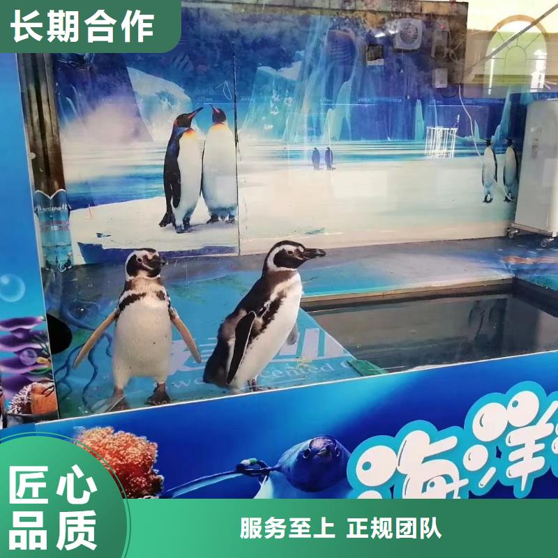 海洋主题动物表演鹦鹉表演租赁承接