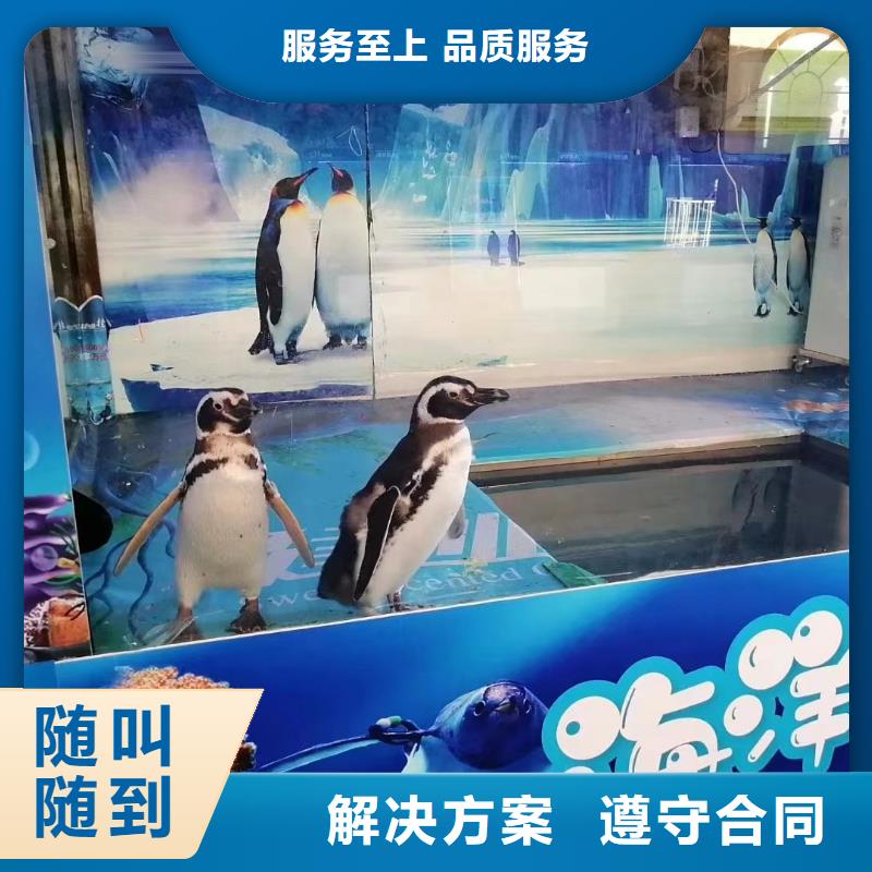 海洋主题动物表演_海狮表演出租诚实守信
