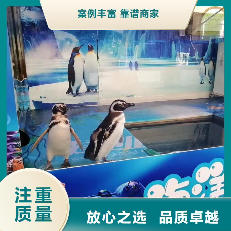 海洋主题动物表演,死轮表演齐全