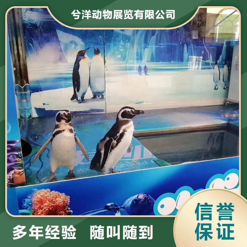 海洋主题动物表演,动物杂技表演租赁多年行业经验