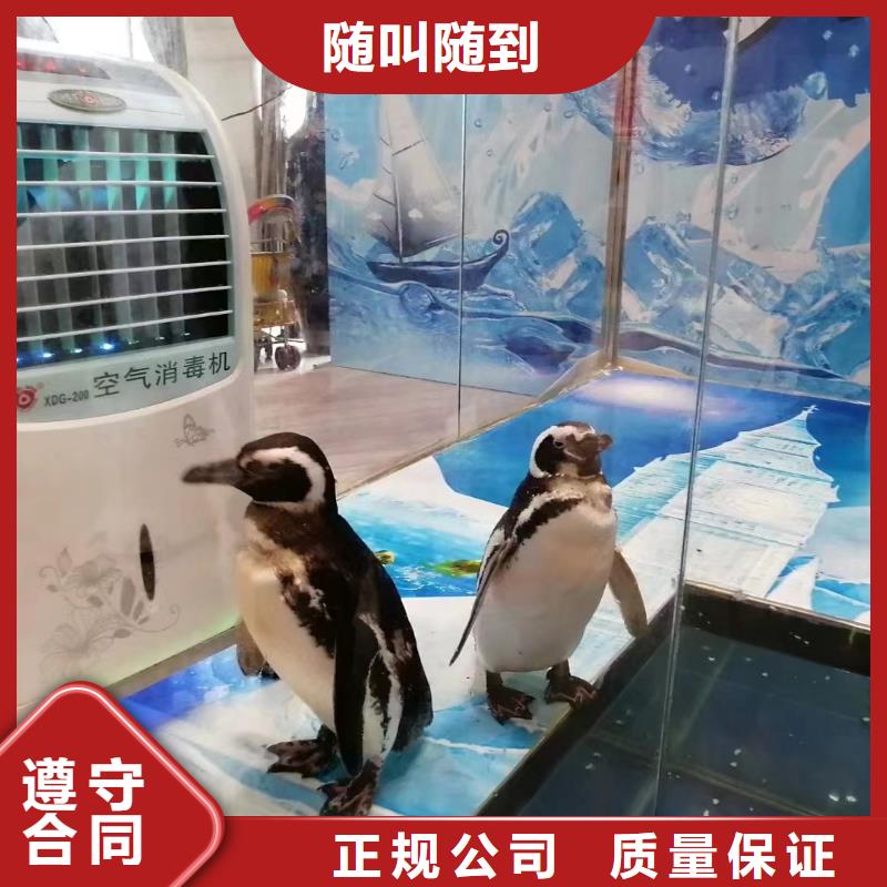 【海洋主题动物表演】海狮表演出租资质齐全-服务区域包括逊克|嫩江|大庆|佳木斯|绥化|鹤岗|大兴安岭|齐齐哈尔等-产品视频