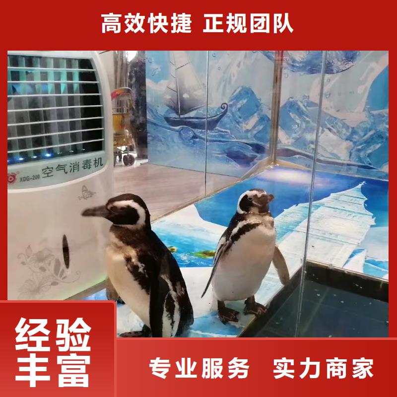 海洋主题动物表演美人鱼表演快速响应
