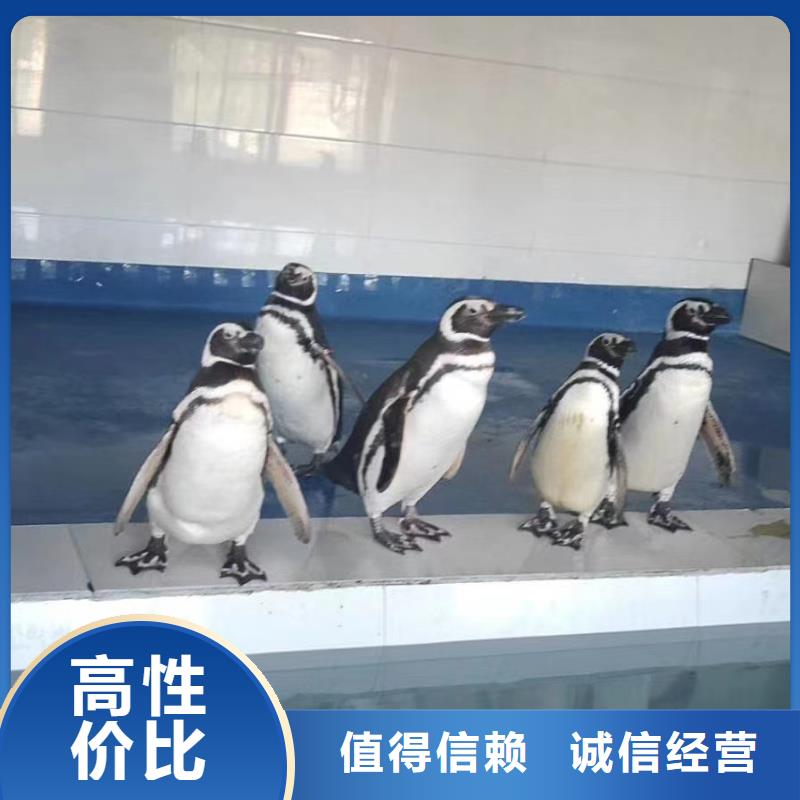 海洋主题动物表演马戏团表演出租遵守合同
