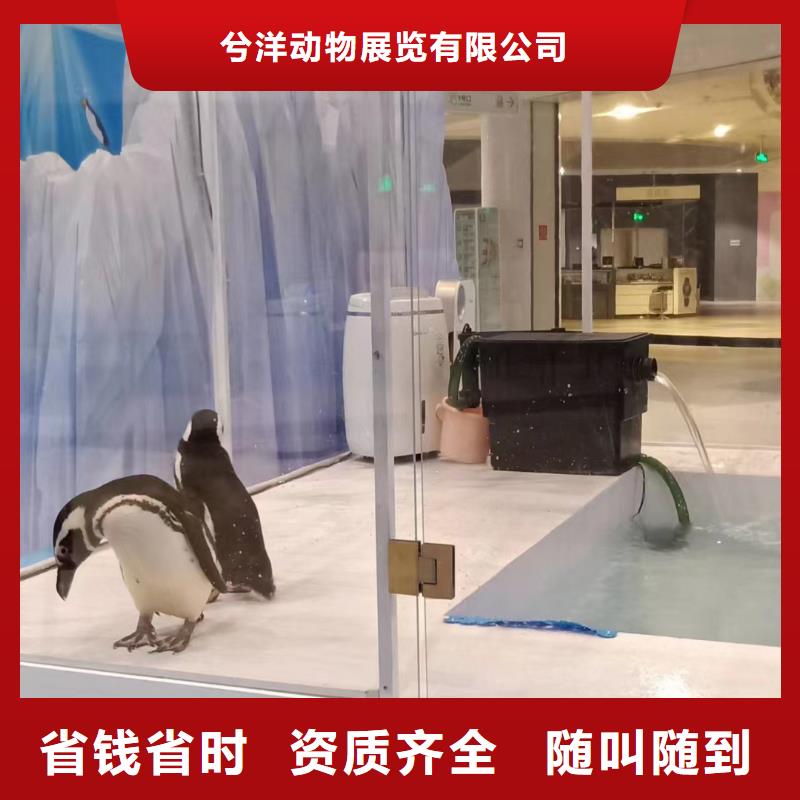 【海洋主题动物表演】海狮表演出租资质齐全-服务区域包括逊克|嫩江|大庆|佳木斯|绥化|鹤岗|大兴安岭|齐齐哈尔等-产品视频