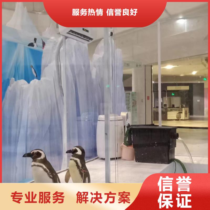 海洋主题动物表演,海狮表演出租解决方案