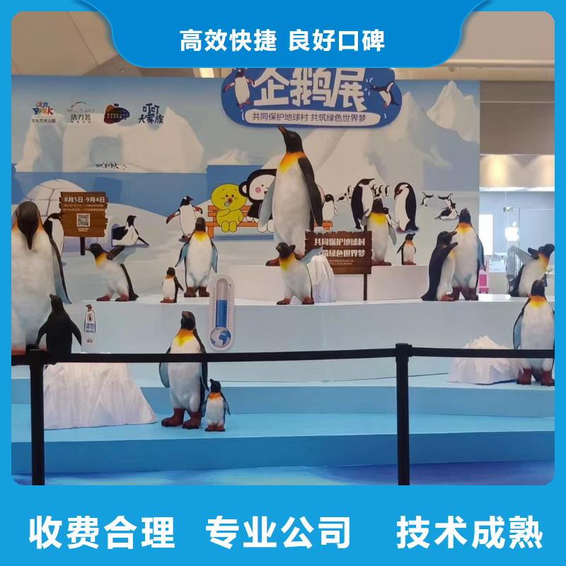 海洋主题动物表演海豚表演效果满意为止