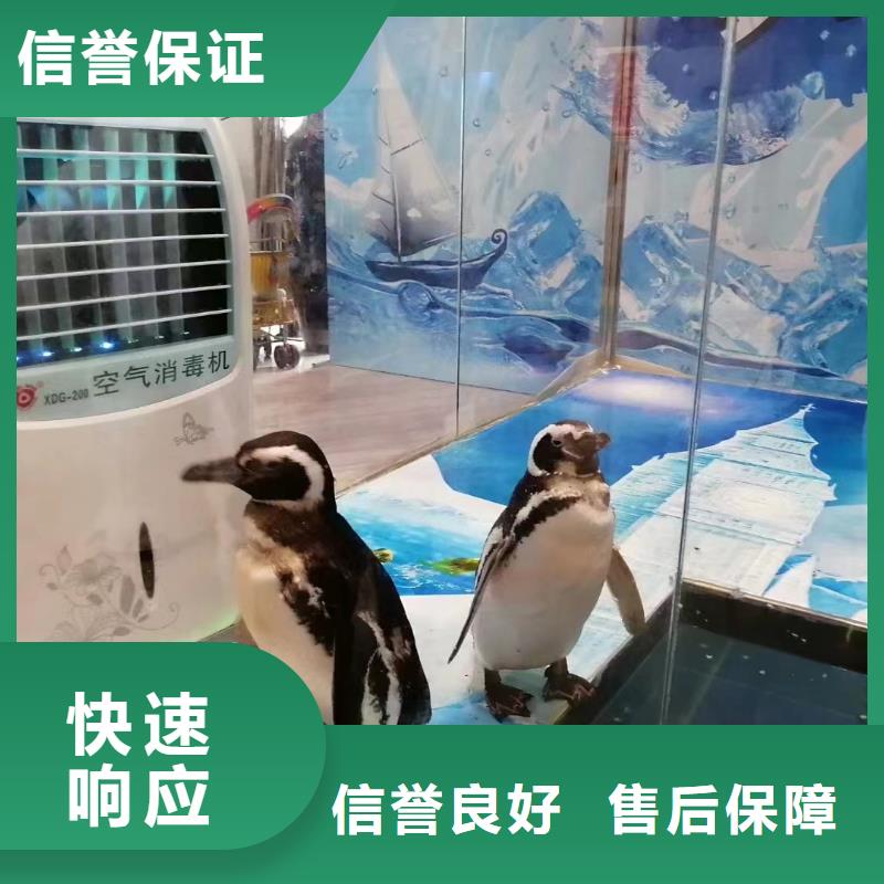【海洋主题动物表演企鹅租赁专业承接】