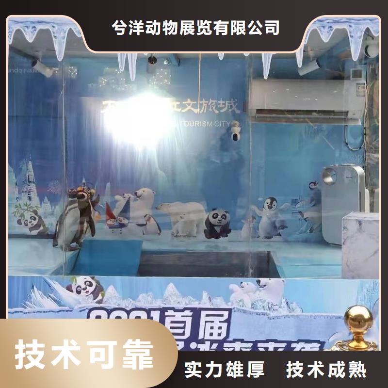 海洋主题动物表演动物杂技表演品质保证