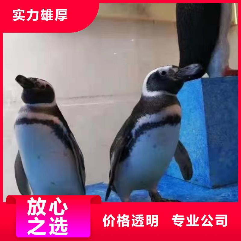 海洋主题动物表演动物杂技表演诚信