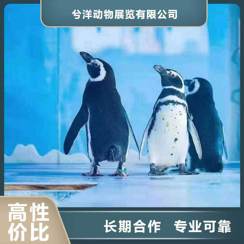 海洋主题动物表演_美人鱼表演解决方案
