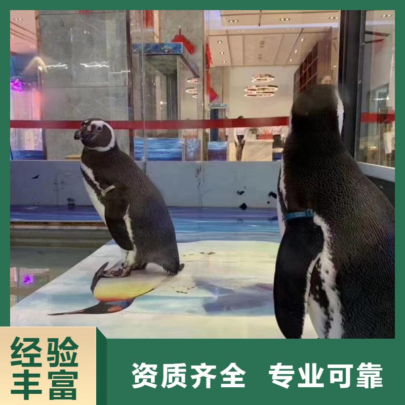 海洋主题动物表演商场马戏表演出租质优价廉