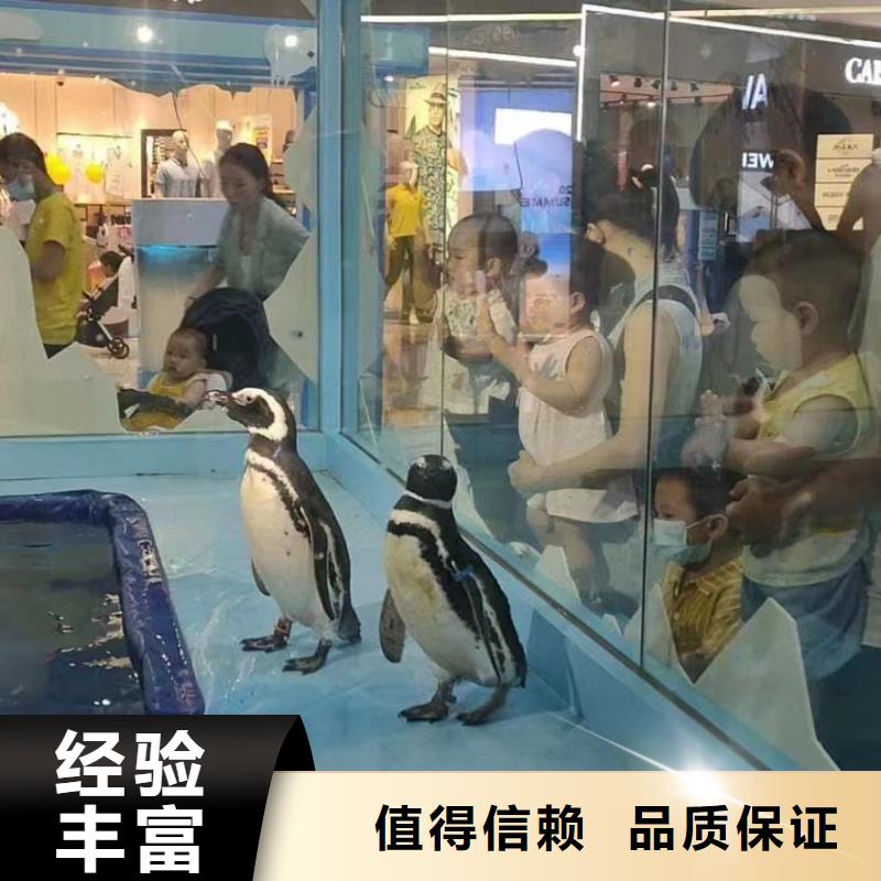 海洋主题动物表演出租马戏表演实力商家
