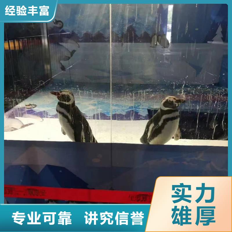 海洋主题动物表演出租马戏团表演匠心品质