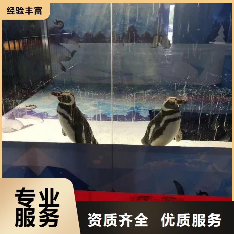 海洋主题动物表演小马戏表演出租口碑商家