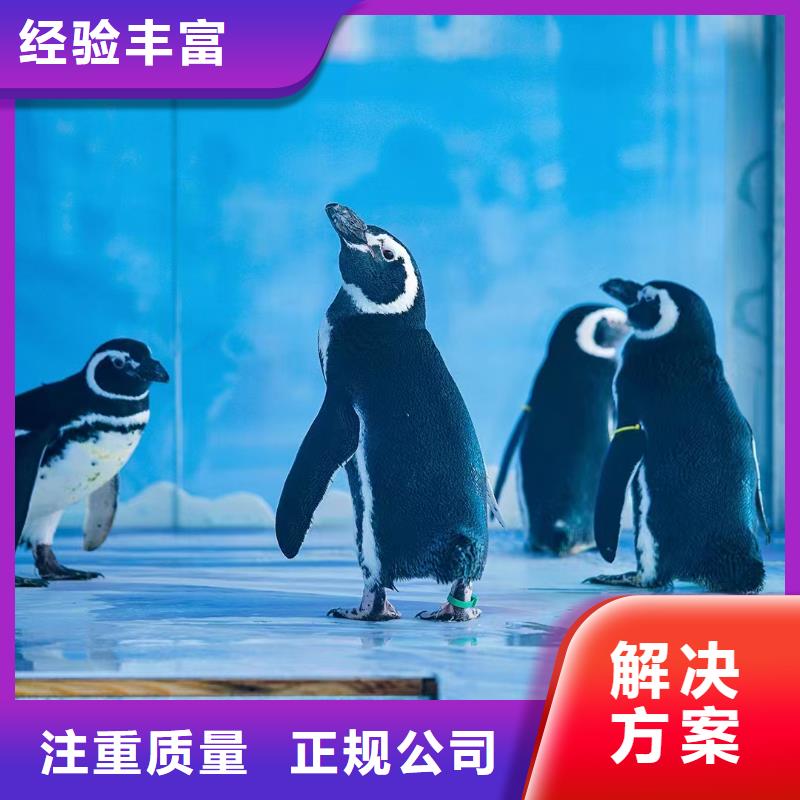 【海洋主题动物表演_观赏性羊驼租赁先进的技术】