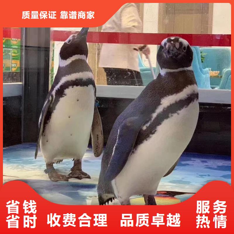 海洋主题动物表演 美人鱼表演多年经验