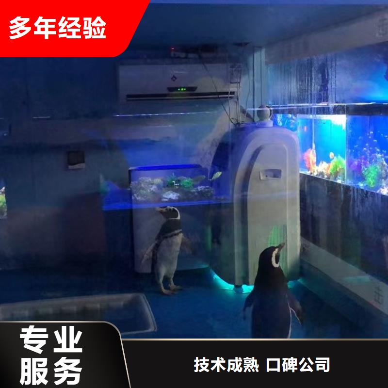 海洋主题动物表演羊驼出租价格美丽