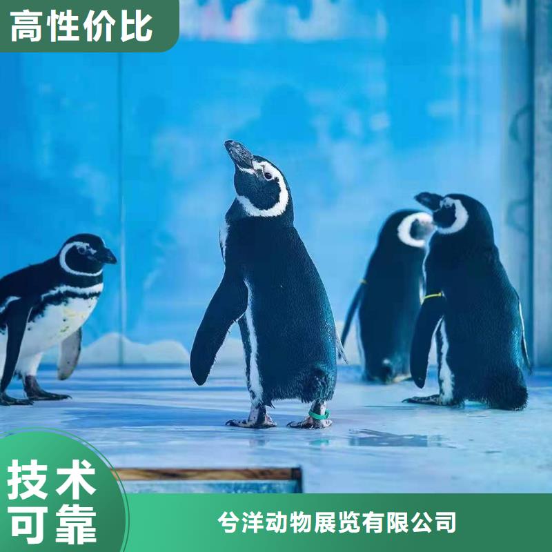【海洋主题动物表演】,海狮表演出租售后保障兮洋杂技表演