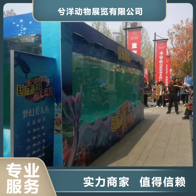 海洋主题动物表演海狮表演出租行业口碑好