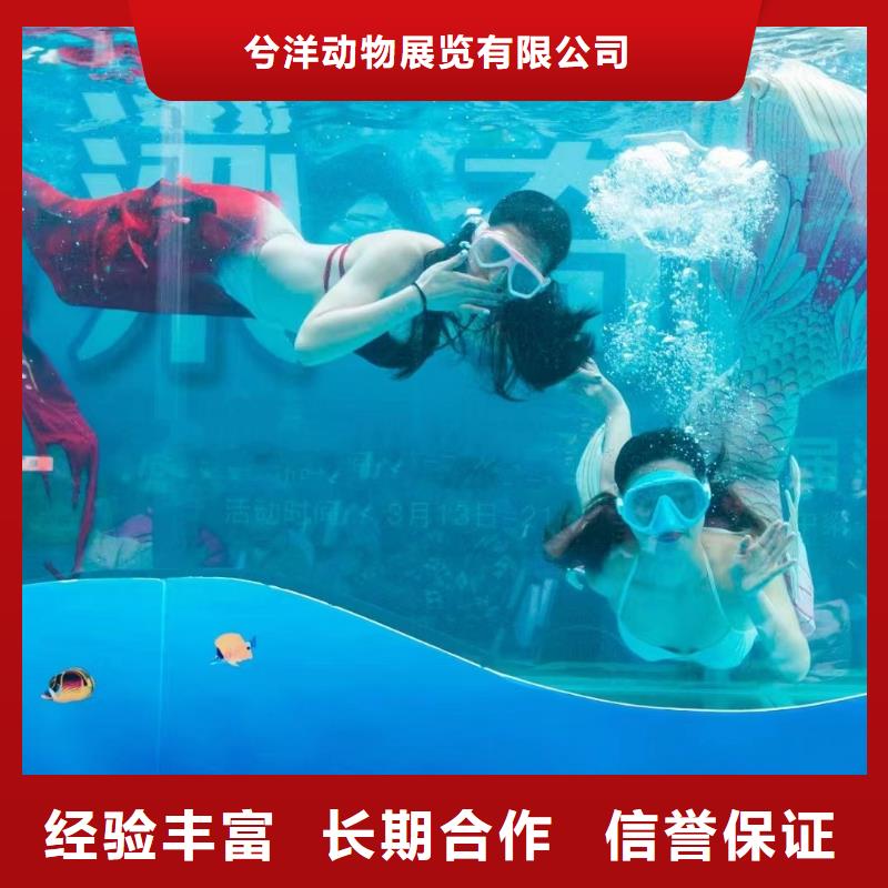 海洋主题动物表演,【海狮表演租赁】经验丰富