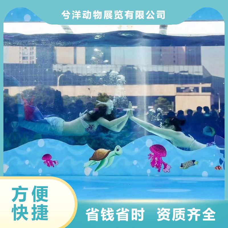 海洋主题动物表演商场马戏表演出租实力商家