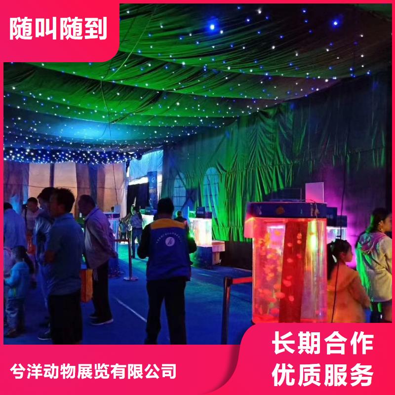 海洋主题动物表演 租赁美人鱼表演有实力