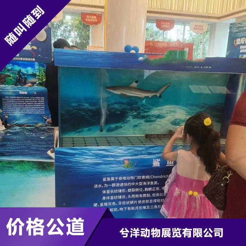 海洋主题动物表演-出租动物表演快捷