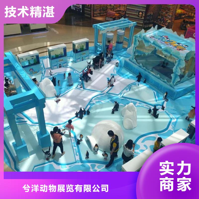 【海洋主题动物表演】,海狮表演出租售后保障兮洋杂技表演