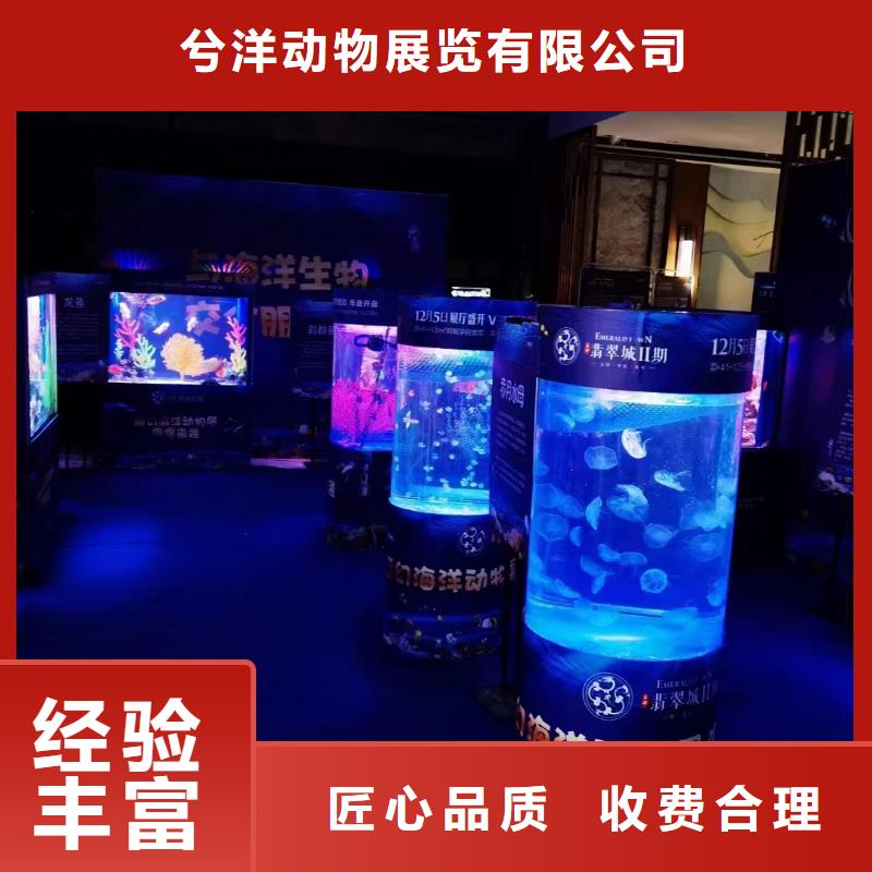 海洋主题动物表演驯兽表演服务周到