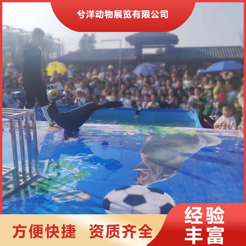 海洋主题动物表演 海狮演出有实力