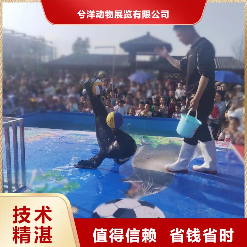 【海洋主题动物表演】-吉祥百鸟展技术精湛