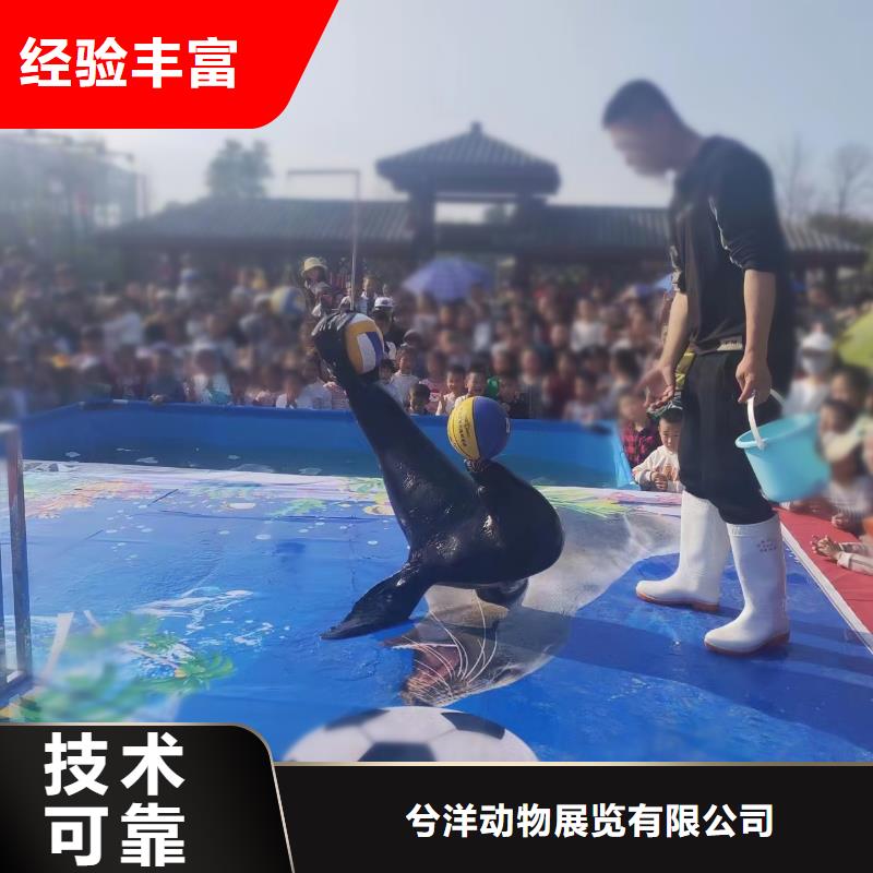 海洋主题动物表演企鹅租赁优质服务