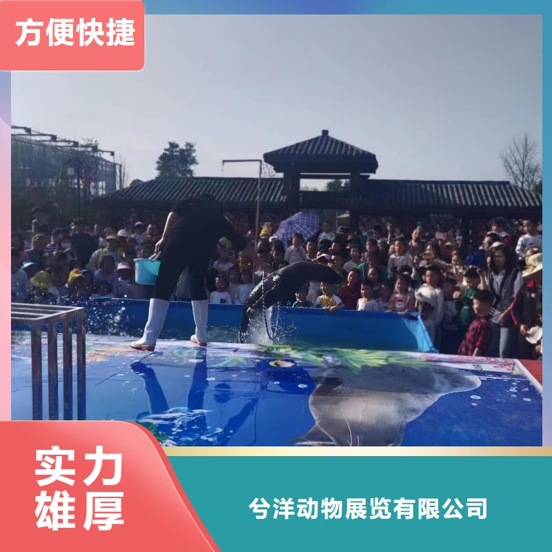 海洋主题动物表演企鹅租赁优质服务
