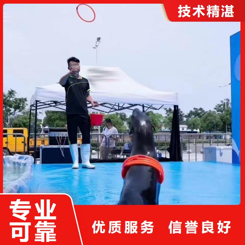 海洋主题动物表演,表演羊驼租赁匠心品质