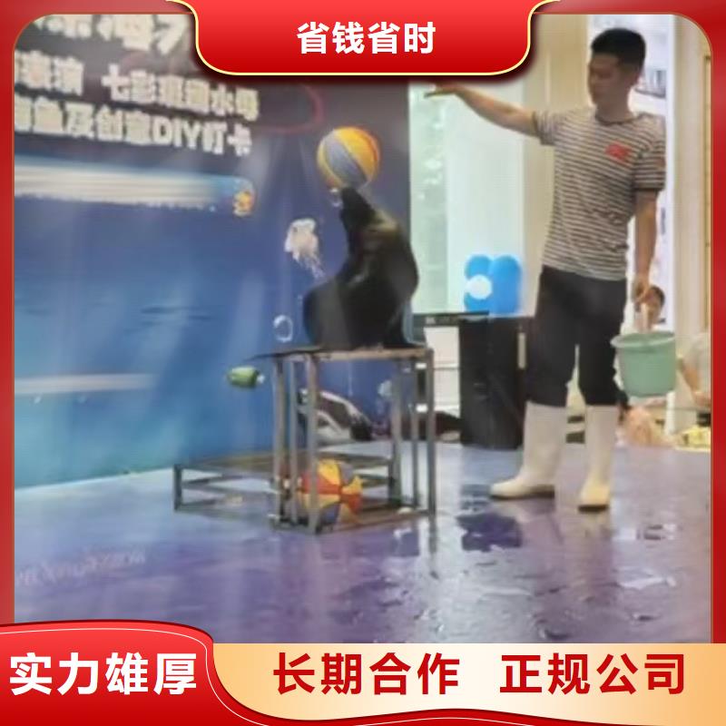海洋主题动物表演【出租企鹅表演】技术比较好