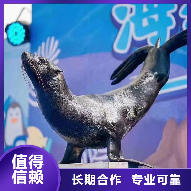 海洋主题动物表演动物表演租赁知名公司