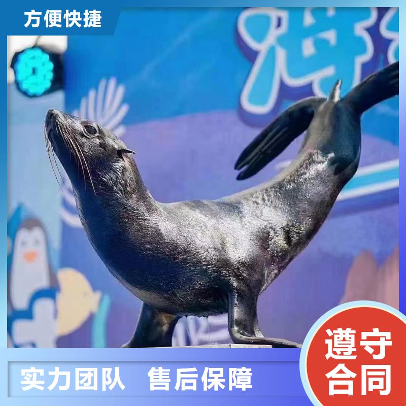 海洋主题动物表演动物表演租赁讲究信誉