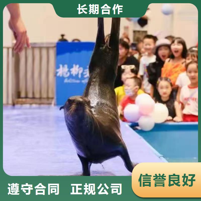 海洋主题动物表演,海狮表演出租解决方案