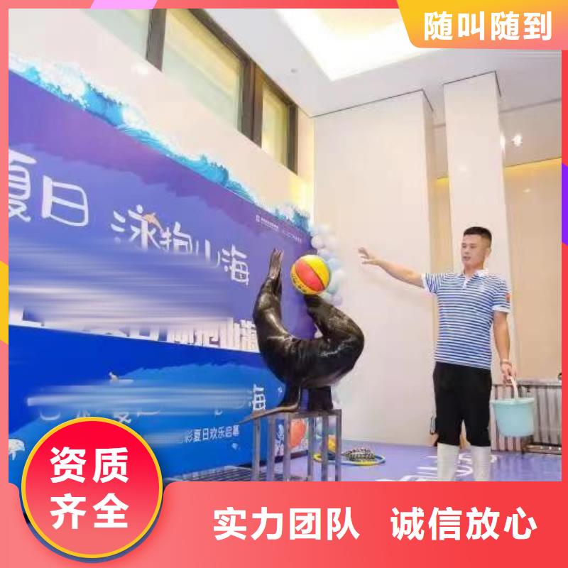 海洋主题动物表演,出租海狮表演欢迎合作