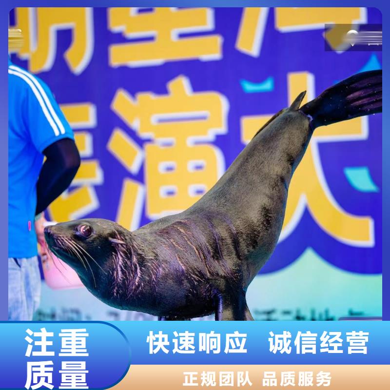 海洋主题动物表演,杂技表演租赁服务拒绝虚高价
