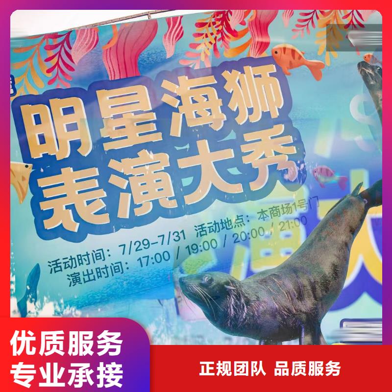 海洋主题动物表演【草泥马羊驼租赁】服务周到