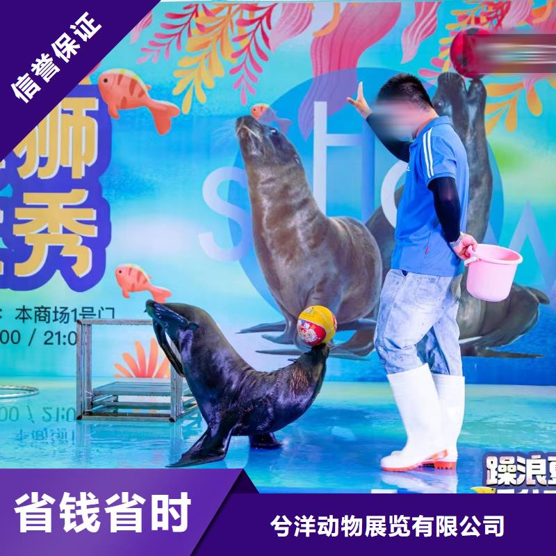 海洋主题动物表演_鹦鹉表演出租高品质