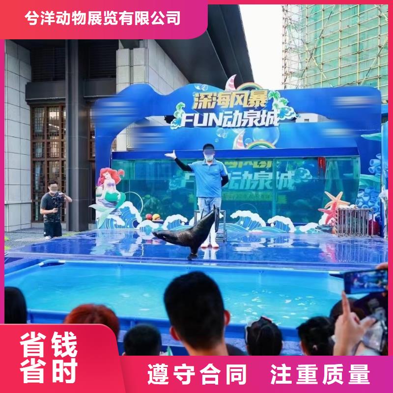 海洋主题动物表演马戏团表演出租团队