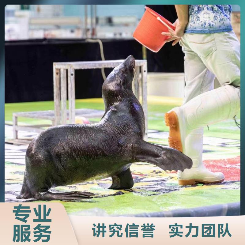 海洋主题动物表演海狮表演出租