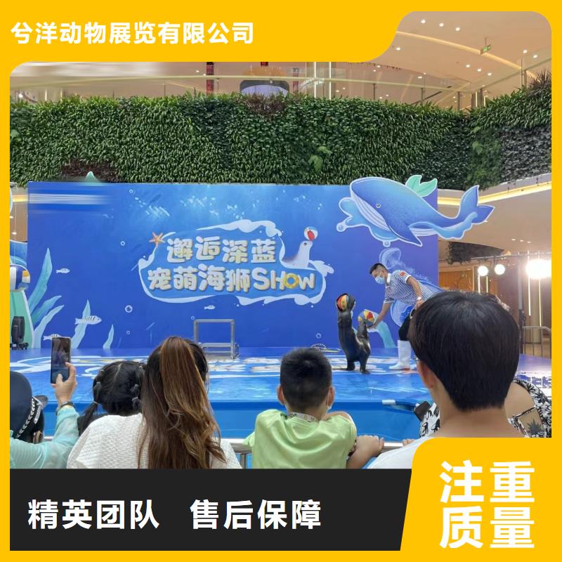 海洋主题动物表演海狮表演出租技术成熟