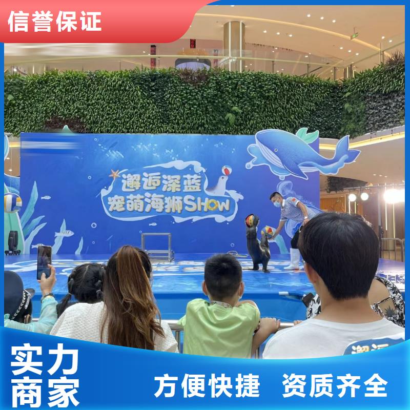 海洋主题动物表演海狮表演出租专业品质
