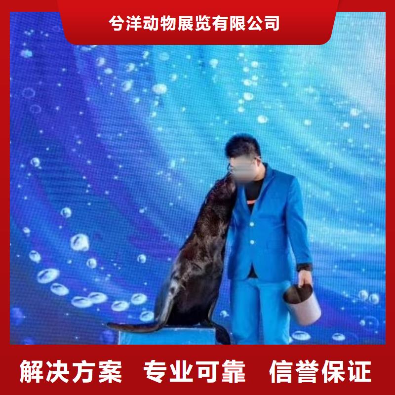 海洋主题动物表演,死轮表演齐全