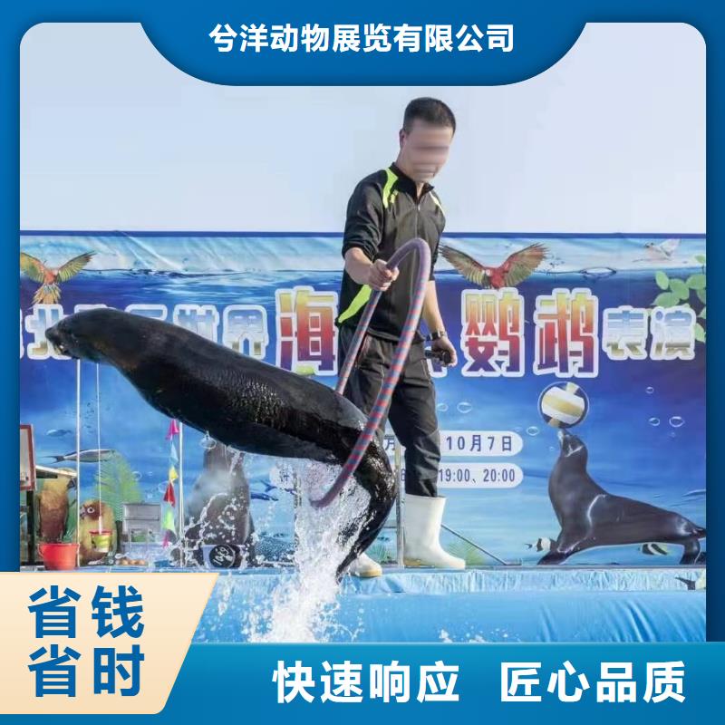 海洋主题动物表演,美人鱼表演靠谱商家