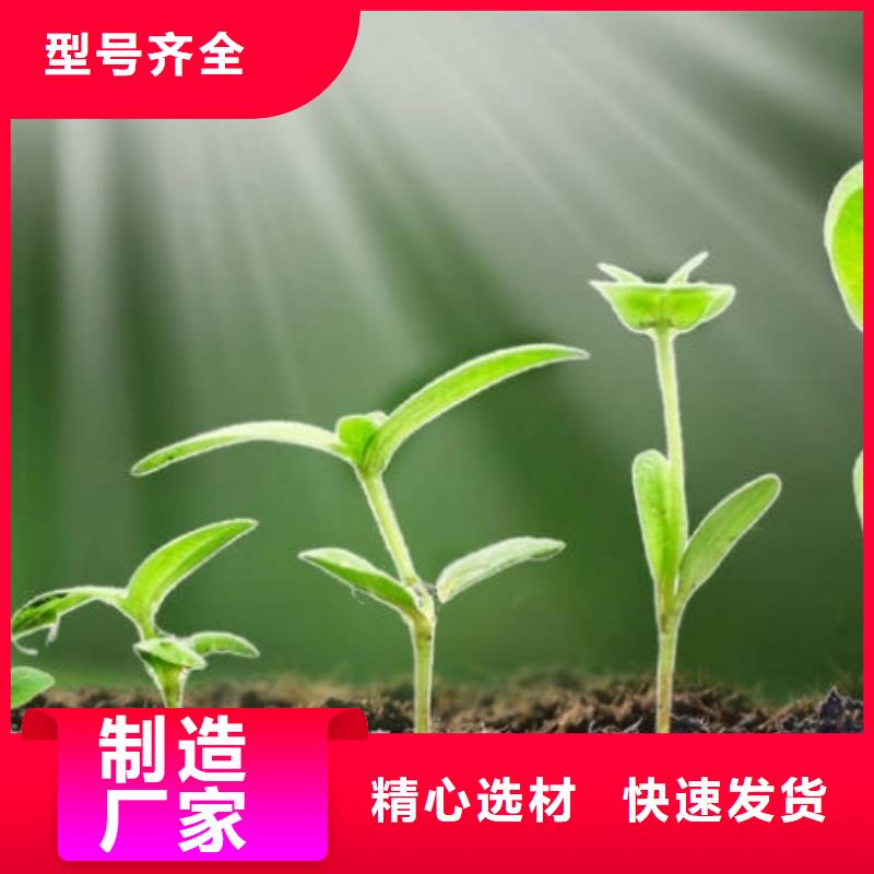 羊粪有机肥出苗率高